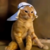 মুদ্রার সারাংশ Arab cat