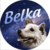 Краткое описание монеты Belka [OLD]