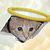 মুদ্রার সারাংশ Ceiling Cat
