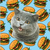 Zusammenfassung der Münze Cheezburger Cat