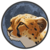 মুদ্রার সারাংশ Cheetah