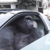 سکے کا خلاصہ Gorilla In A Coupe