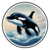 အကြွေစေ့အကျဉ်းချုပ် ORCA INU