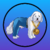 Summary of the coin dogwifpants