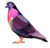 سکے کا خلاصہ Pigeon Sol