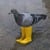 resumen de la moneda Pigeon In Yellow Boots