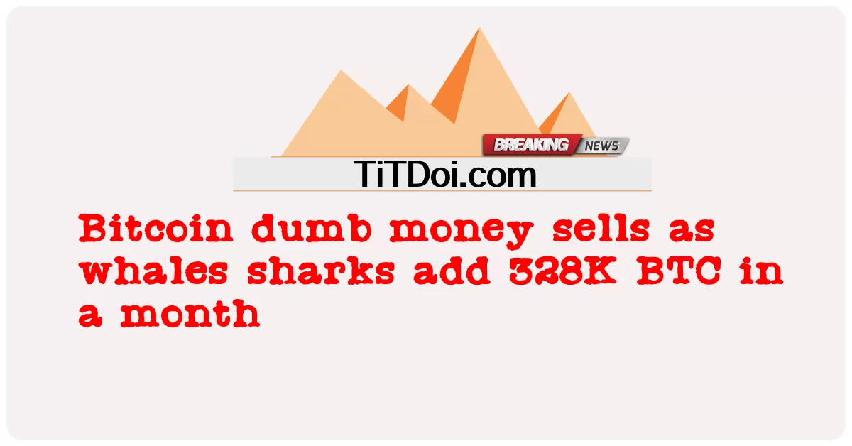 তিমি হাঙ্গর হিসাবে বিটকয়েন বোকা টাকা বিক্রি এক মাসে 328 কে বিটিসি যোগ করে -  Bitcoin dumb money sells as whales sharks add 328K BTC in a month