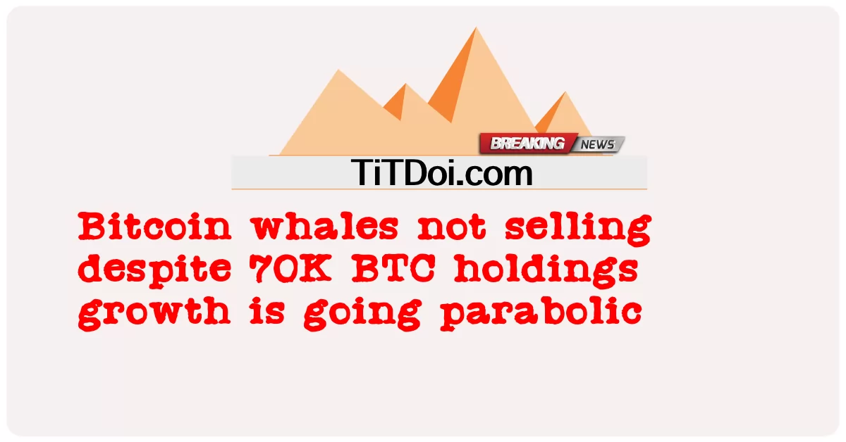 Bitcoin ဝေလငါးတွေဟာ ၇၀ ကေ ဘီတီစီ ပိုင်ဆိုင်မှုတွေ ကြီးထွားလာပေမဲ့ မရောင်းကြဘူး -  Bitcoin whales not selling despite 70K BTC holdings growth is going parabolic